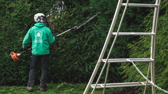 hedge trimming landscape