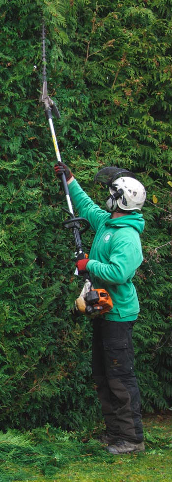 hedge trimming